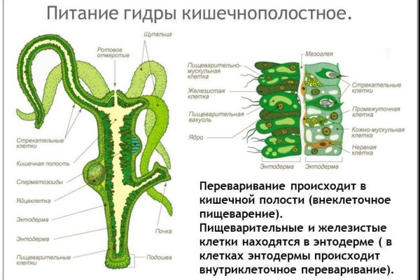 Omg omg ссылка tor